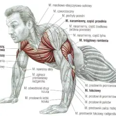 Anatomia mięśni podczas wykonywania pompek na uchwytach. Ilustracja pokazuje zaangażowane mięśnie klatki piersiowej, ramion i przedramion.