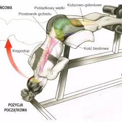 Anatomia ćwiczenia na klatce rzymskiej, pokazująca pracę mięśni prostownika grzbietu i pośladkowego wielkiego.