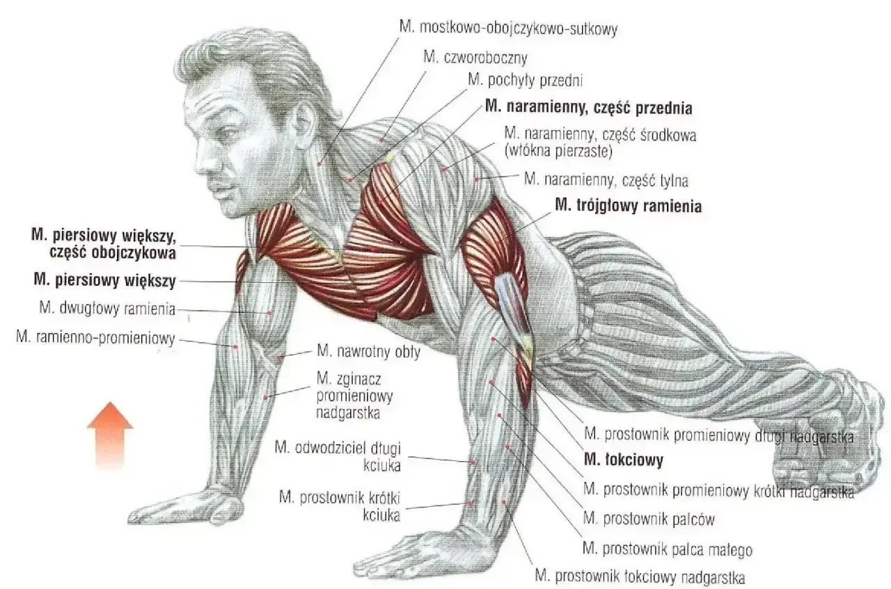 Anatomia mięśni podczas wykonywania pompek na uchwytach. Ilustracja pokazuje zaangażowane mięśnie klatki piersiowej, ramion i przedramion.