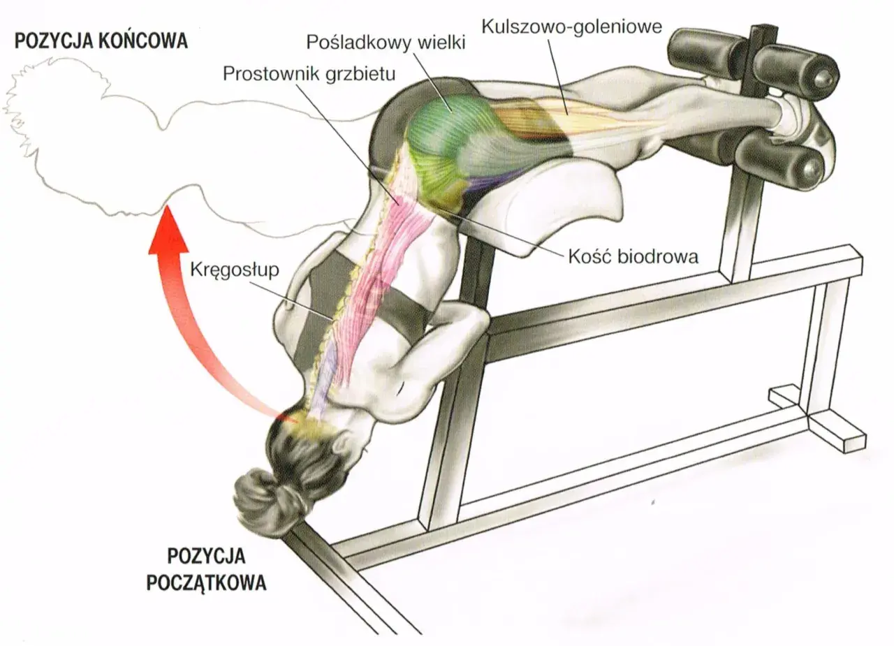 Anatomia ćwiczenia na klatce rzymskiej, pokazująca pracę mięśni prostownika grzbietu i pośladkowego wielkiego.