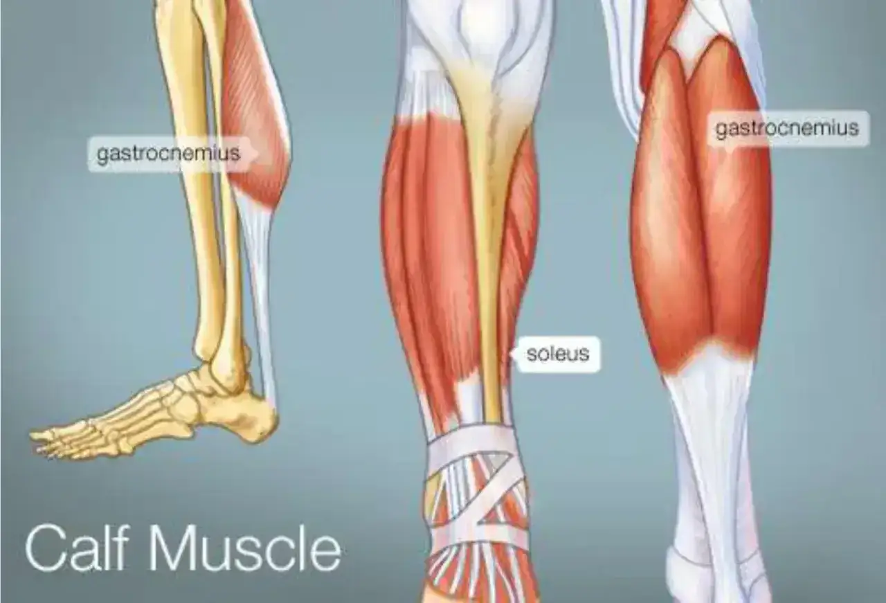 Anatomia mięśnia łydki. Ilustracja pokazuje mięsień brzuchaty łydki i płaszczkowaty. Zapalenie mięśnia łydki objawy mogą być bolesne.